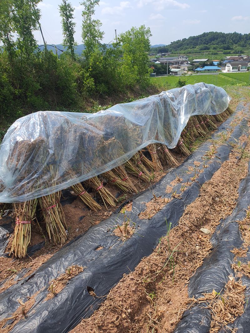 김영복님의 장터 판매 상품 [햇참깨 ] 첨부 사진