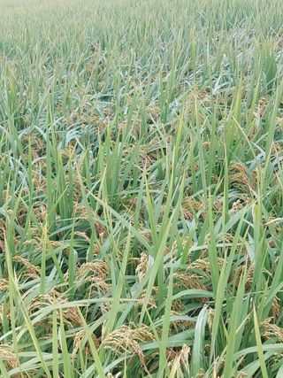 재연농장님의 자유주제 · 자유게시판 작성글 사진