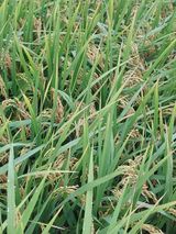 팜모닝 자유주제·자유게시판 게시글 이미지