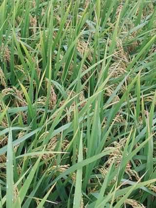 재연농장님의 자유주제 · 자유게시판 작성글 사진