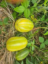 팜모닝 자유주제·자유게시판 게시글 이미지