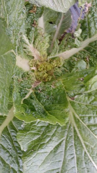 초보텃밭님의 자유주제 · 자유게시판 작성글 사진