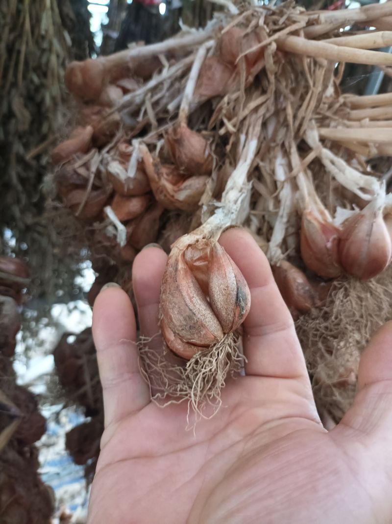 꽃봉산님의 장터 판매 상품 [예천 쪽파 종구15kg기준] 첨부 사진