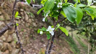 강옥만님의 농사, 무엇이든 물어보세요! · 참여글 작성글 사진