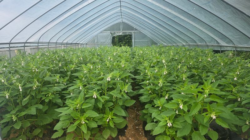 정태권님의 장터 판매 상품 [참깨판매] 첨부 사진