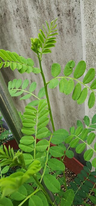 김선례님의 농사, 무엇이든 물어보세요! · 참여글 작성글 사진