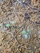 팜모닝 농사, 무엇이든 물어보세요!·참여글 게시글 이미지