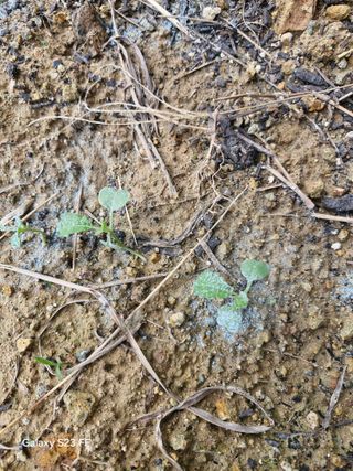 한옥수님의 농사, 무엇이든 물어보세요! · 참여글 작성글 사진