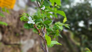 강옥만님의 농사, 무엇이든 물어보세요! · 참여글 작성글 사진