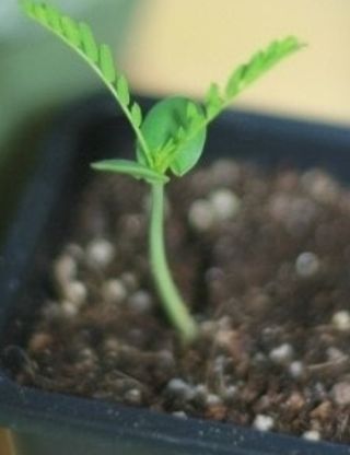 김선례님의 농사, 무엇이든 물어보세요! · 참여글 작성글 사진