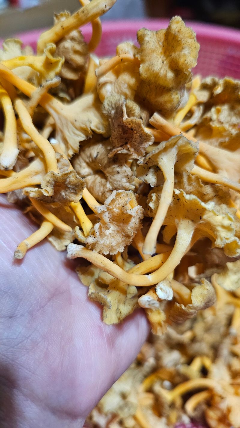 늘푸른농장님의 장터 판매 상품 [꽃버섯 1키로 4만원 판매완료] 첨부 사진