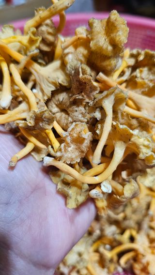 늘푸른농장님의 작성글 사진