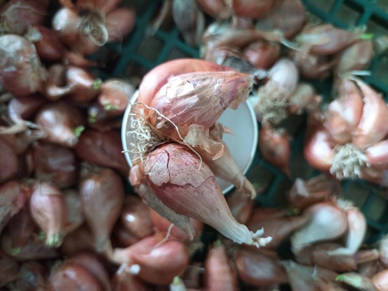 꽃봉산님의 장터 판매 상품 [예천 쪽파 종구15kg기준] 첨부 사진