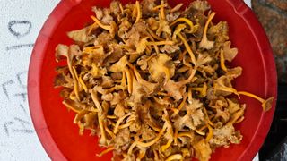 늘푸른농장님의 작성글 사진