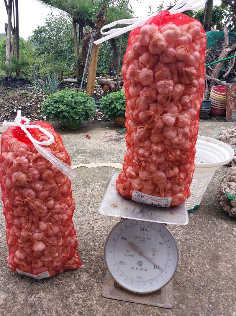 장터 상품 [마늘 종자 난지형] 썸네일