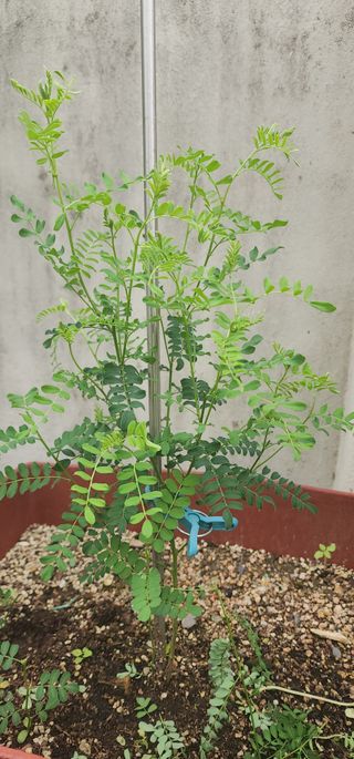 김선례님의 농사, 무엇이든 물어보세요! · 참여글 작성글 사진