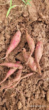 팜모닝 자유주제·자유게시판 게시글 이미지