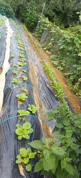 팜모닝 자유주제·자유게시판 게시글 이미지