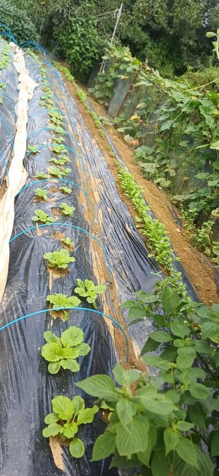 초보퍼머5도2촌준비님의 자유주제 · 자유게시판 작성글 사진