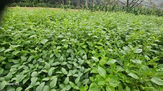 서상진님의 자유주제 · 자유게시판 작성글 사진