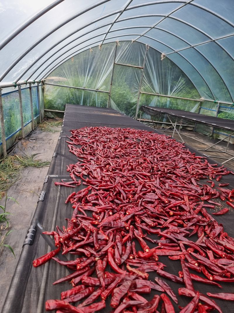 호랑이와인성이님의 장터 판매 상품 [노지  고추 가루600g] 첨부 사진