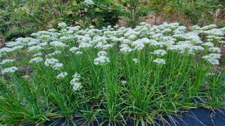 아침농원님의 자유주제 · 자유게시판 작성글 사진