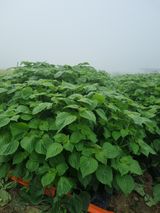 팜모닝 농사, 무엇이든 물어보세요!·참여글 게시글 이미지