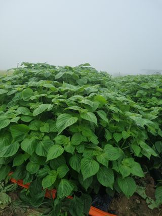 정성도님의 농사, 무엇이든 물어보세요! · 참여글 작성글 사진