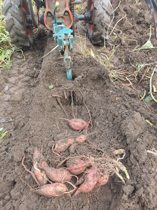 옥천서화농님의 자유주제 · 자유게시판 작성글 사진