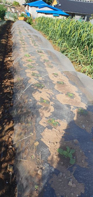 명황성님의 기타작물 · 자유게시판 작성글 사진