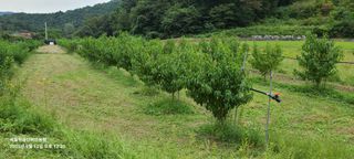 금산허브농원님의 자유주제 · 자유게시판 작성글 사진