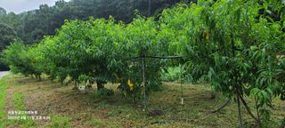 금산허브농원님의 자유주제 · 자유게시판 작성글 사진