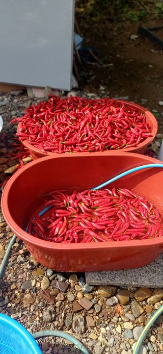 초보퍼머5도2촌준비님의 자유주제 · 자유게시판 작성글 사진