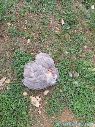 황대헌님의 자유주제 · 자유게시판 작성글 사진