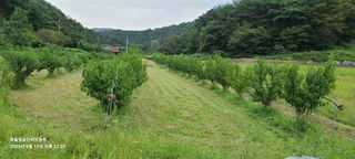 금산허브농원님의 자유주제 · 자유게시판 작성글 사진