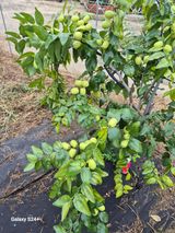 팜모닝 · 게시글 이미지