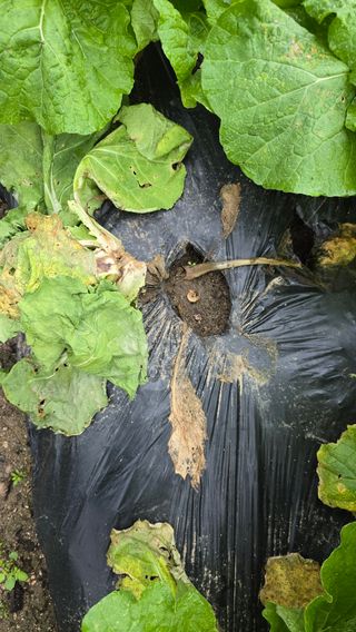 달빛소년(김광순)님의 자유주제 · 자유게시판 작성글 사진