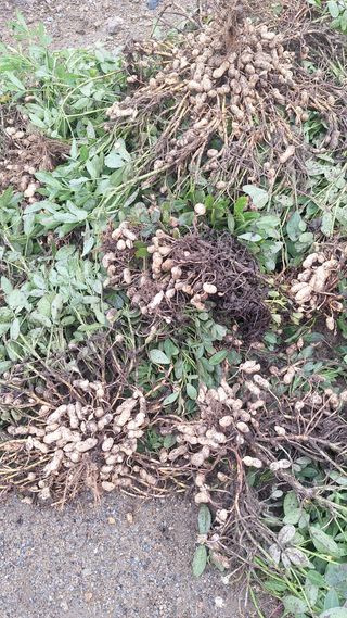 오남현님의 자유주제 · 자유게시판 작성글 사진