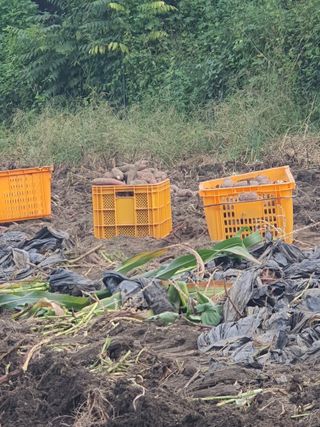 옥천서화농님의 자유주제 · 자유게시판 작성글 사진