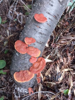 연향님의 자유주제 · 자유게시판 작성글 사진