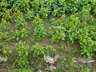 태이린팜님의 농사, 무엇이든 물어보세요! · 참여글 작성글 사진