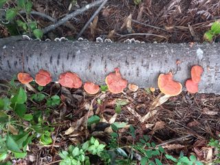 연향님의 자유주제 · 자유게시판 작성글 사진