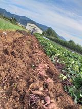 팜모닝 자유주제·자유게시판 게시글 이미지