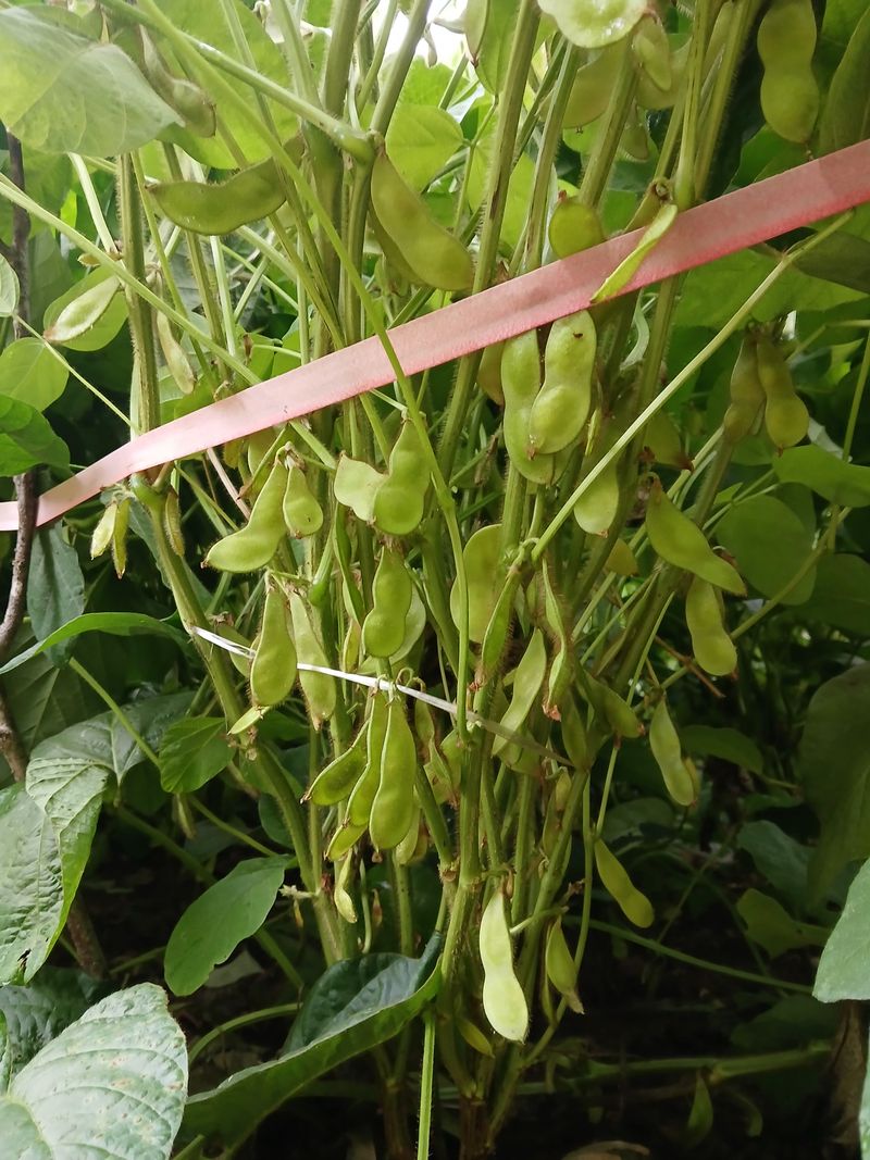 인생은 소풍처럼님의 장터 판매 상품 [토종납작서리태 26일자로마감] 첨부 사진