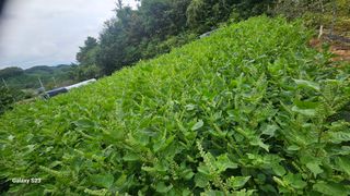 서상진님의 자유주제 · 자유게시판 작성글 사진