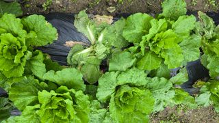 달빛소년(김광순)님의 자유주제 · 자유게시판 작성글 사진