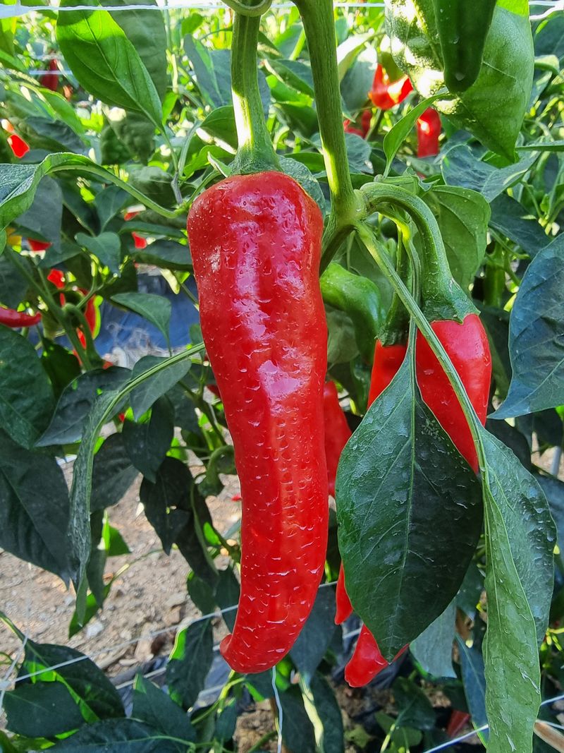 호랑이와인성이님의 장터 판매 상품 [노지  고추 가루600g] 첨부 사진