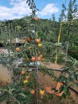 팜모닝 · 게시글 이미지