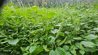 서상진님의 자유주제 · 자유게시판 작성글 사진