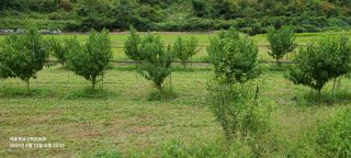 금산허브농원님의 자유주제 · 자유게시판 작성글 사진